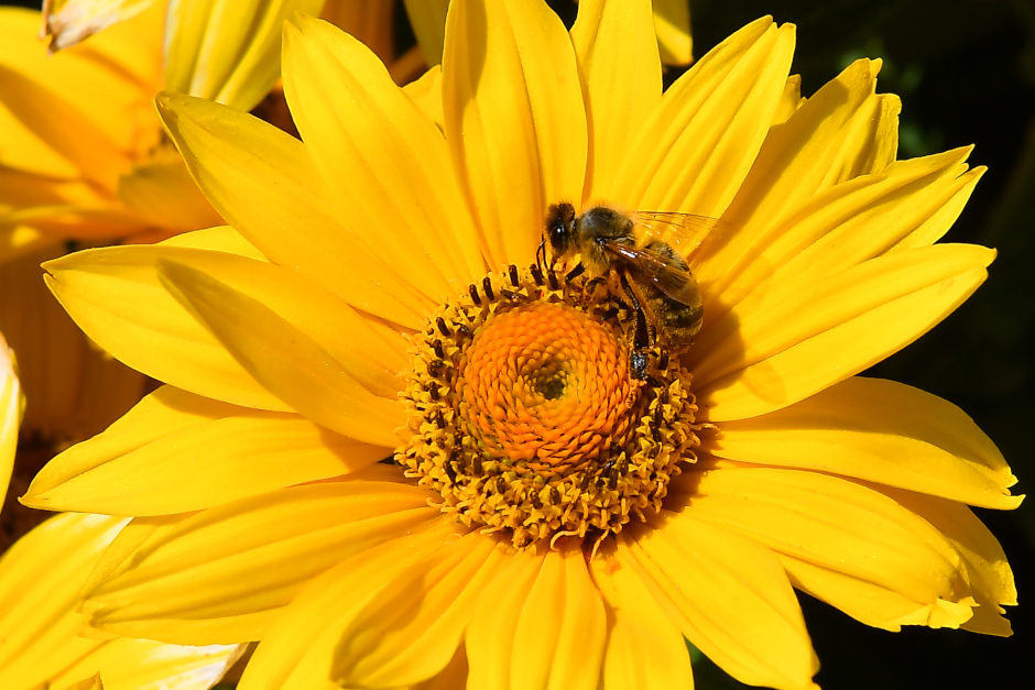 Naturgarten-Coach Sabine Kohlstadt bietet im Umweltladen Wiesbaden praktische Tipps für Balkon, Terrasse und Garten: Heimische Wildblumen für Wildbienen und Insekten schützen Artenvielfalt. Kostenfreie Erstberatungen am 12., 14. und 18. März – Anmeldung empfohlen.