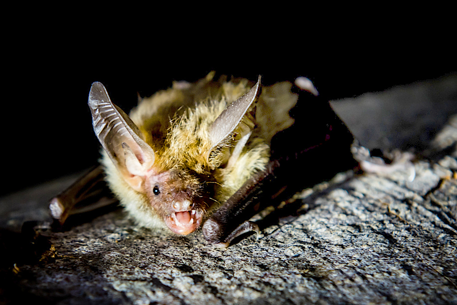 Ein neues Winterquartier für Fledermäuse im Wiesbadener Kalkofen eröffnet worden.