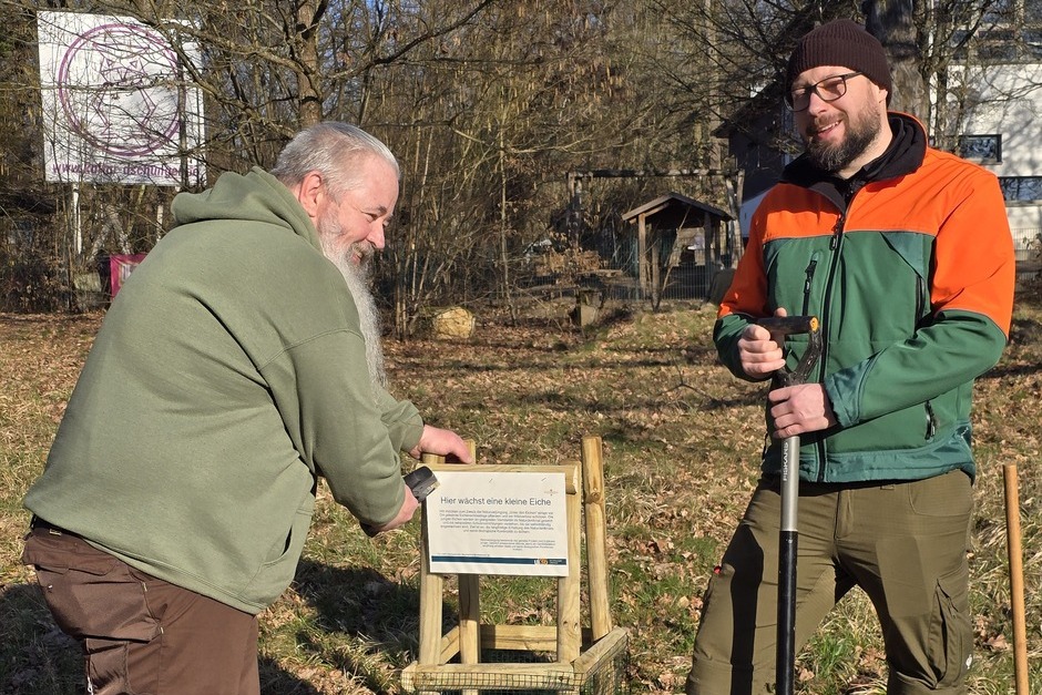 Auf der Grünanlage „Unter den Eichen“ hat das Umweltamt damit begonnen, Eichenschösslinge zu pflanzen.