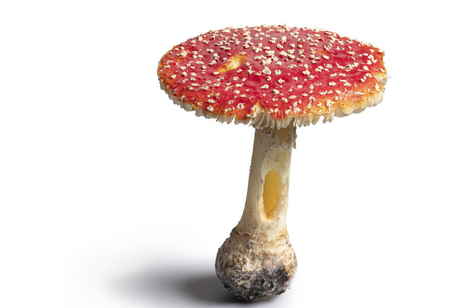 Die Sonderausstellung Gift wird im März im Museum Wiesbaden eröffnet.