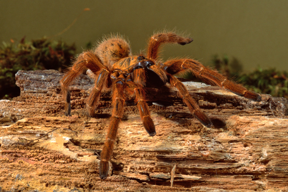 Fasanerie Wiesbaden „Spinnen: Ungeheuer oder sympathisch?“