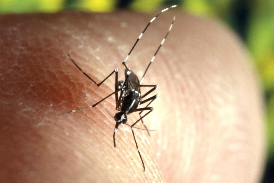 Sie ist klein, aggressiv und kann gefährliche Krankheiten übertragen: Die Asiatische Tigermücke breitet sich in Hessen weiter aus. Auch Wiesbaden gehört zu den Gebieten mit bereits etablierten Populationen. Hessens Gesundheitsministerin Diana Stolz ruft nun zur Mithilfe auf – denn die beste Zeit für Schutzmaßnahmen ist genau jetzt.