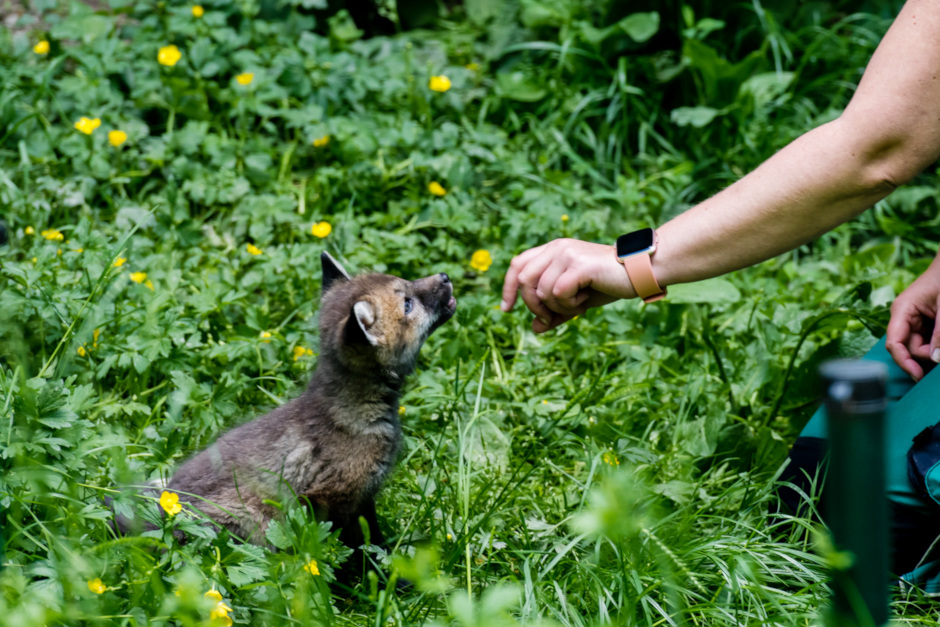 „Tierischer Frühling“ in der Fasanerie Wiesbaden