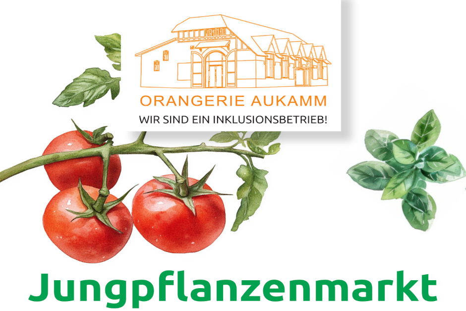 Der Frühling hält Einzug im Aukammtal und mit ihm die Pflanzzeit: Ab dem 2. Mai lädt die Orangerie Aukamm zum großen Jungpflanzenmarkt 2026 ein. Von Bioland-Gemüse bis hin zu einer spektakulären Auswahl an 90 Tomatensorten bietet der Inklusionsbetrieb alles, was das Gärtnerherz begehrt.