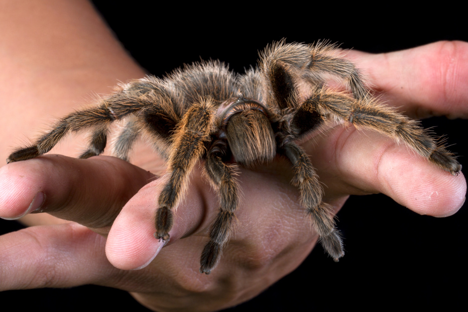 Für die einen sind sie faszinierende Jäger, für die anderen der Stoff für Albträume. Am Sonntag, 26. April, widmet sich der Tier- und Pflanzenpark Fasanerie Wiesbaden den oft unterschätzten Achtbeinern. Unter dem Motto „Spinnen: Ungeheuer? Oder sympathisch?“ können kleine und große Besucher ihr Unbehagen abbauen und die nützlichen Tiere von einer ganz neuen Seite entdecken.