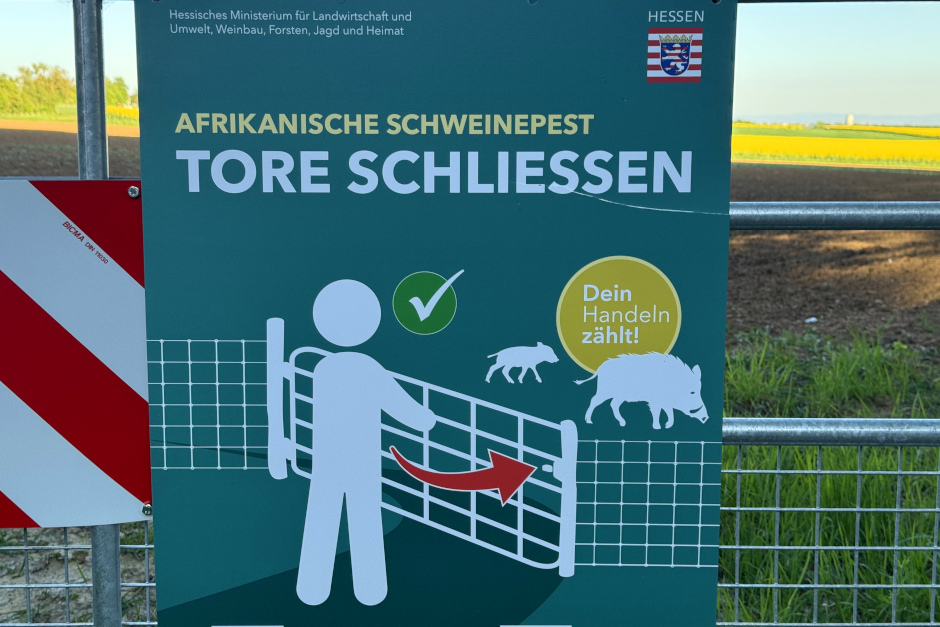 Ab Freitag, 8. Mai, treten neue Allgemeinverfügungen in Kraft, die die Bekämpfung der Afrikanischen Schweinepest (ASP) in Wiesbaden lockern. Gebiete nördlich der neuen Sperrzone-Grenze sind frei, Jägerinnen und Jäger profitieren von Erleichterungen.