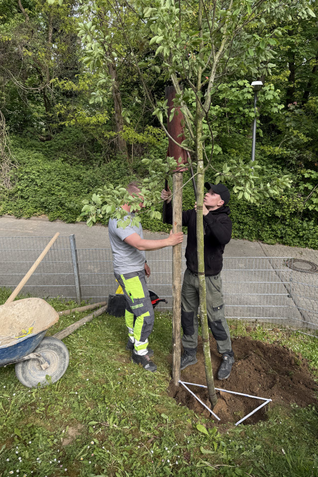 Zum Tag des Baumes 2026 ist in Wiesbaden-Dotzheim eine Kupfer-Felsenbirne in der Kindertagesstätte Friedrich-Engels-Weg gepflanzt worden. Die Aktion verband Nachhaltigkeit, Ausbildung und lokales Engagement des Unternehmens Held Garten- und Landschaftsbau für mehr Grün im Stadtteil.
