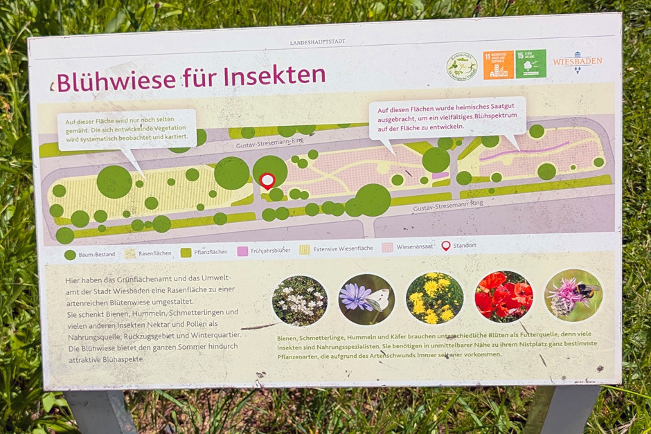 Mit dem Projekt „Natürlich Wiesbaden – Wilde Wiesen“ schafft die Landeshauptstadt artenreiche Lebensräume, verbessert das Stadtklima und stärkt die Biodiversität. Eine beispielhafte Fläche am Gustav-Stresemann-Ring zeigt, wie aus klassischen Rasenflächen wertvolle Naturinseln werden.