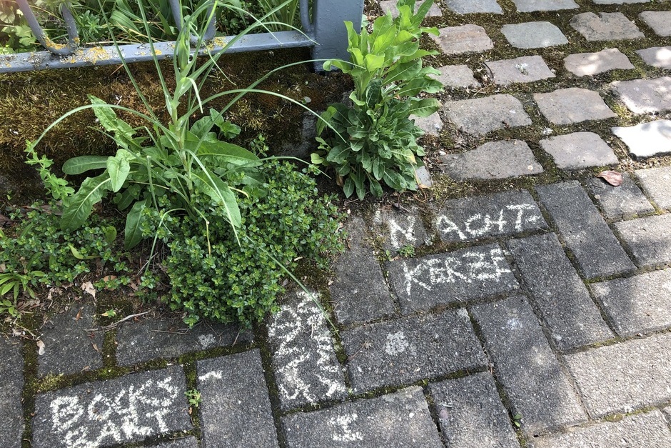 In Wiesbaden findet eine Mitmach-Aktion Krautschau statt.