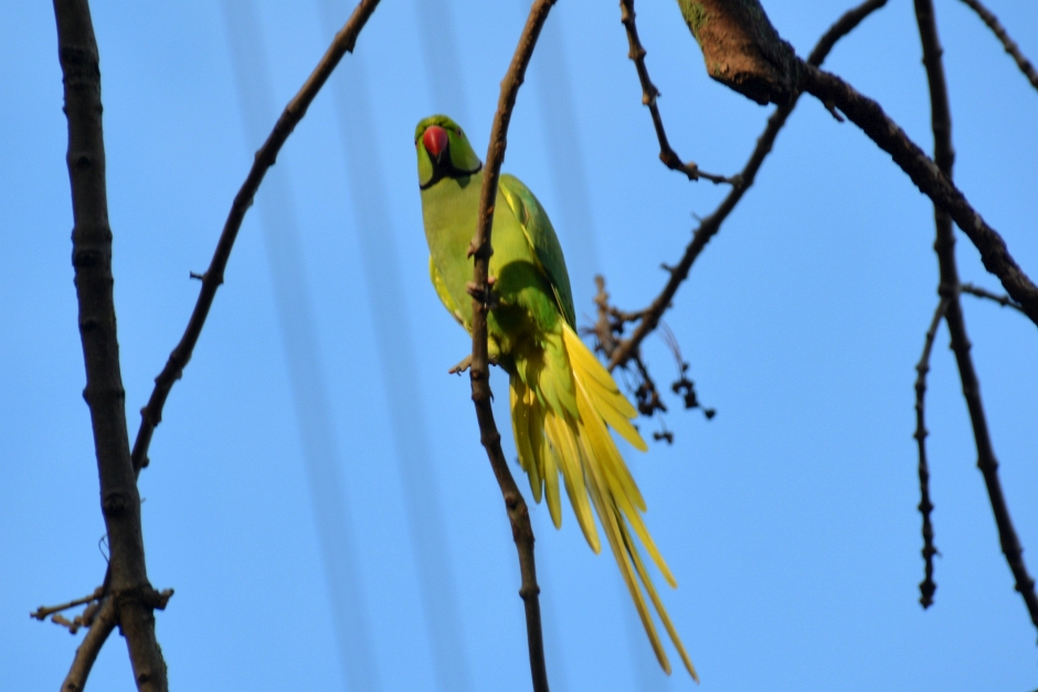 Ein Konzert der besonderen Art erwartet Naturbegeisterte am kommenden Sonntag in Delkenheim. Die Hessische Gesellschaft für Ornithologie lädt zu einer Entdeckungsreise durch ein einzigartiges Biotop ein. Wer seltene Vogelarten nicht nur sehen, sondern auch am Gesang erkennen möchte, sollte sich schnell einen der begehrten Plätze sichern.