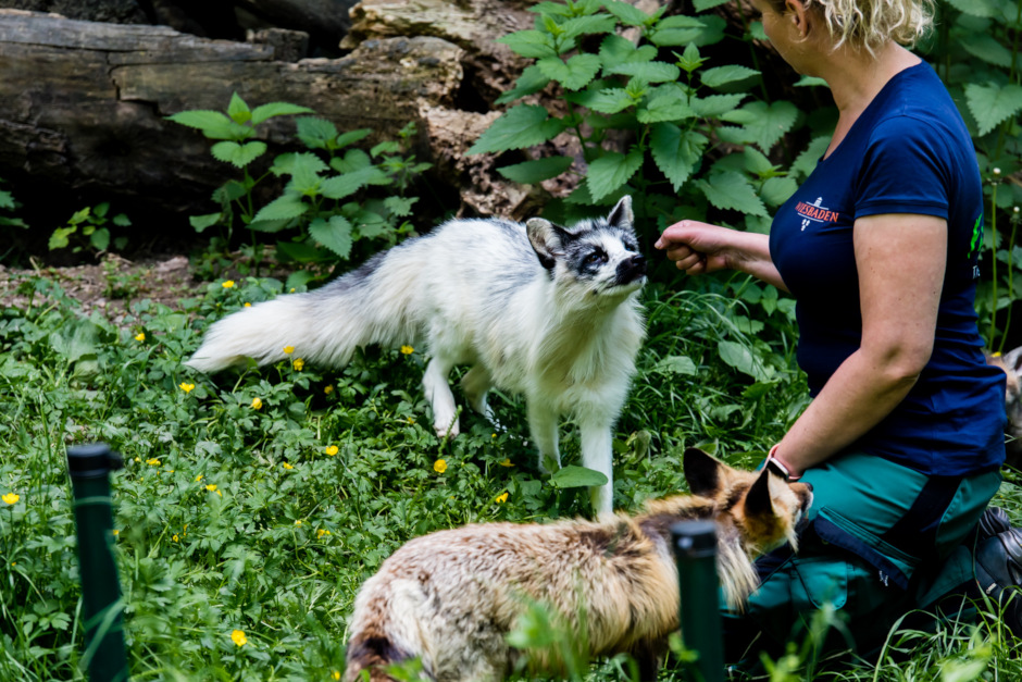 In der Reihe „Natur-Erleben“ findet am Donnerstag, 25. Juni, in der Fasanerie Wiesbaden die Veranstaltung „Waldtiere“ mit Carla Roth statt.