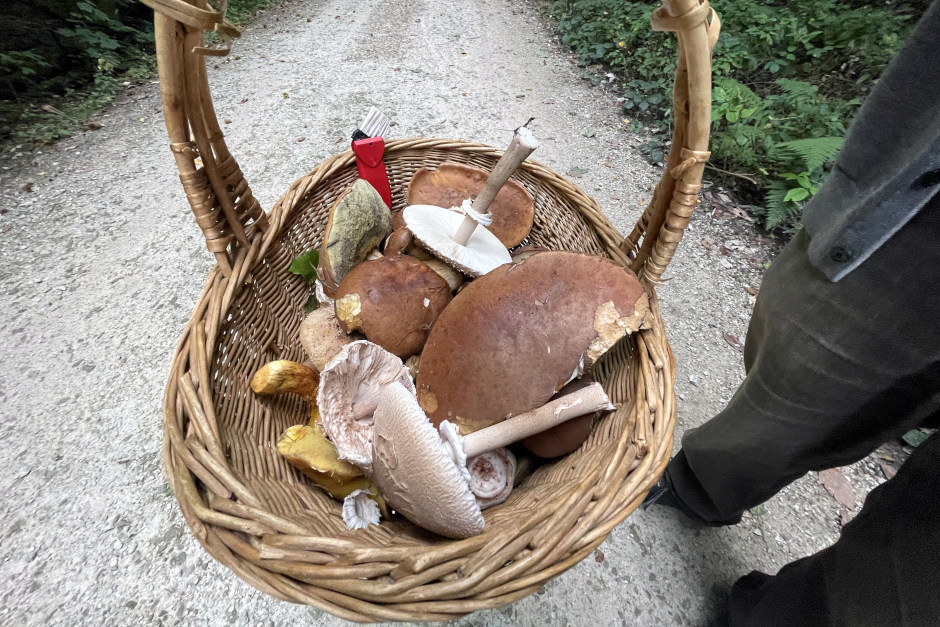 Essbar oder giftig? Geführte Pilzwanderungen und kostenlose Beratungen im Umweltladen Wiesbaden.