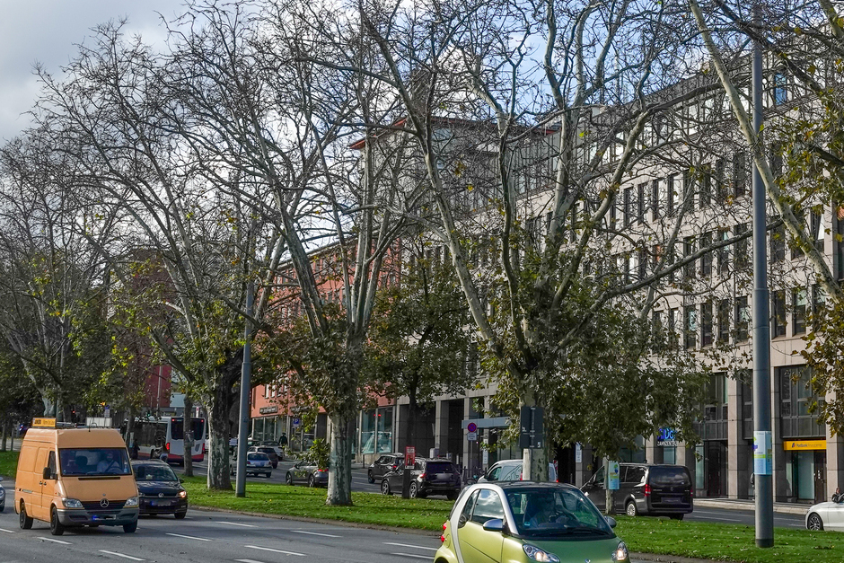 Fast vollständig kahlgefressene Schlafbäume der Sittiche in Wiesbaden