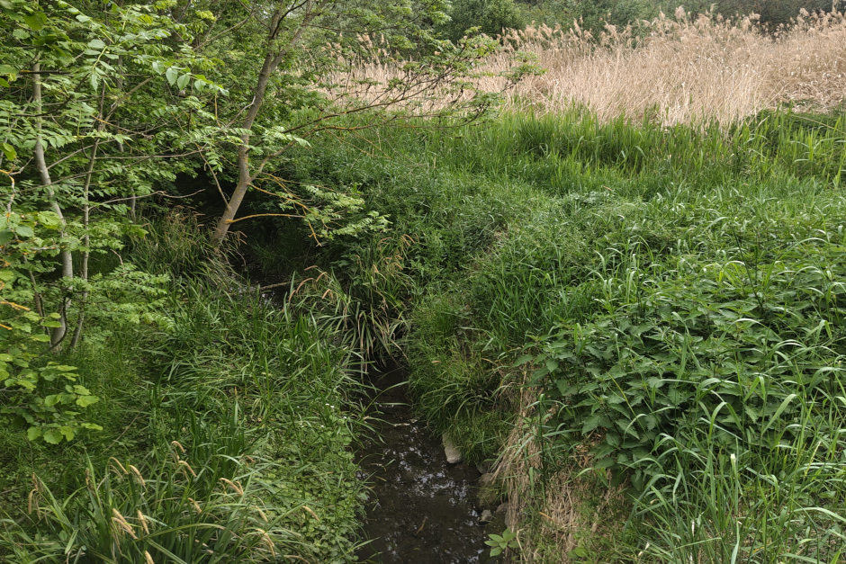 Feuchtbiotop im Nordenstadter Bachtal