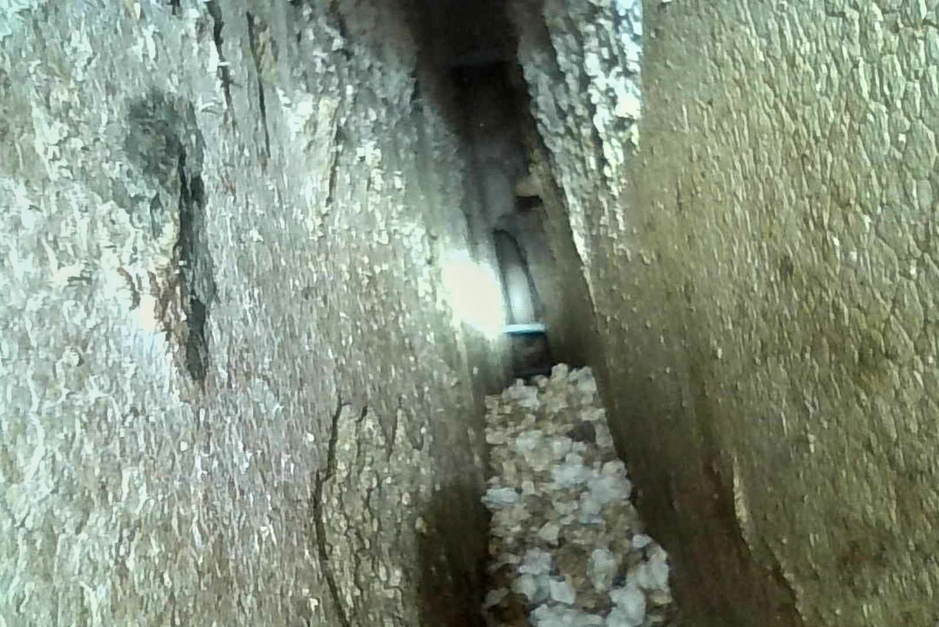 Bruthöhle in Fassadendämmung. Zwischen der Hauswand (links) und dem Putz (rechts) haben Sittiche das Styropor auf einer Länge von 1,80 m und einer Höhe von gut 30 cm vollständig entfernt.