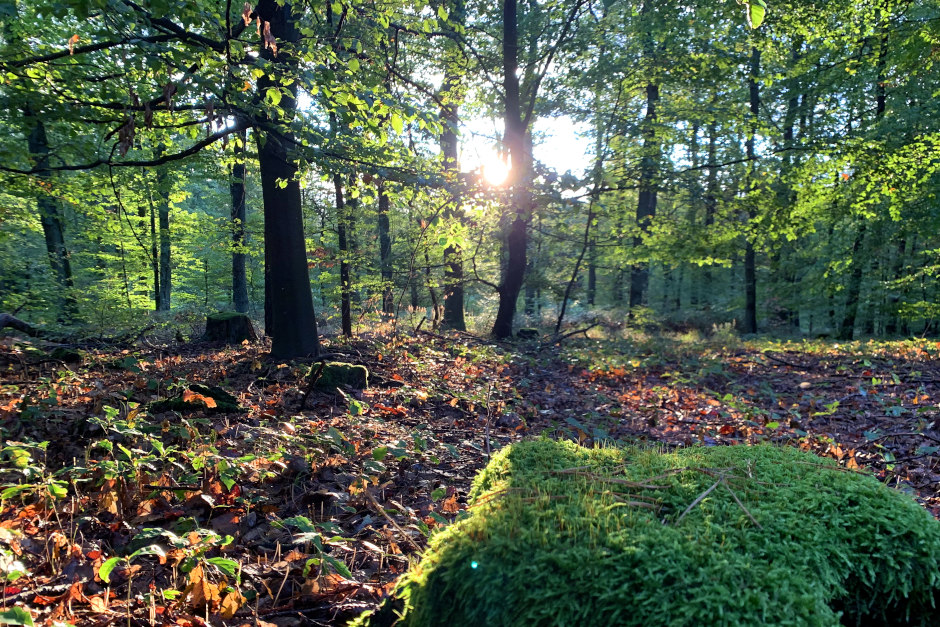 Welche mythologische Bedeutung schrieben die Kelten mächtigen Eichen, Birken oder Weiden zu – und was verrät der keltische Baumkreis über uns Menschen? Im Rahmen der beliebten Veranstaltungsreihe „Natur-Erleben in der Fasanerie“ lädt der Tier- und Pflanzenpark am Samstag, 17. Oktober 2026, zu einer Entdeckungstour ein. Naturpädagogin Mara Waldschmidt stellt verschiedene Baumarten vor und gibt spannende Einblicke in altes keltisches Naturwissen.