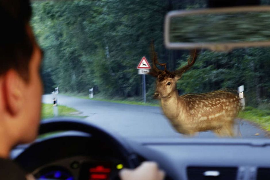 Mit der Winterzeit steigt die Gefahr von Wildunfällen